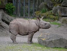 Image result for Zoo Animals Preschool