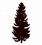 Image result for Ponderosa Pine Tree Silhouette