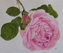 Image result for Rose Bud Watercolor Painting