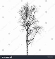 Image result for Birch Tree Silhouette