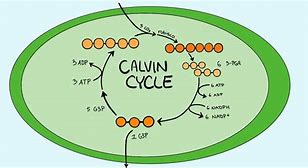 Image result for Photosynthesis Calvin Cycle Diagram