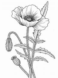 Image result for Poppies Coloring Pages