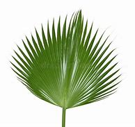 Image result for Single Palm Leaf