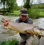 Image result for Bull Trout Fly Fishing