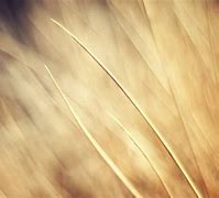 Image result for Beige Tan Background