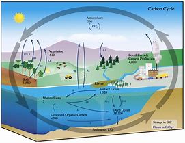 Image result for Carbon Cycle in the Ocean