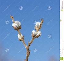 Image result for Willow Branch Leaf Wilson