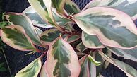 Image result for Leafy Indoor Plants