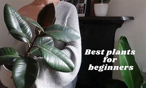 Image result for Easy Care Houseplants