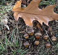 Image result for Eastern Black Oak Acorns