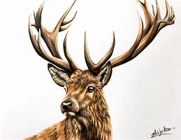 Image result for Stag Head Illustration