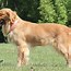 Image result for Australian Shepherd Golden Retriever Mix Puppies