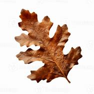 Image result for Dry Oak Leaf