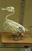 Image result for Duck Skeleton Drawing