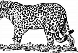 Image result for Black Jaguar Clip Art