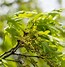 Image result for White Oak Leaf Arrangement