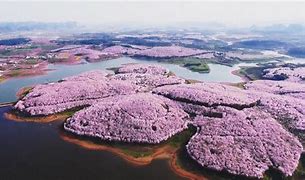 Image result for Chinese Cherry Blossom Flower Images