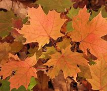 Image result for Leaf in Sign Language