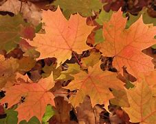 Image result for Leaf Pic