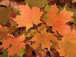 Image result for Leaf in Sign Language