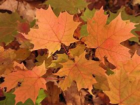 Image result for Maple Leaf Metal Art Silhouette