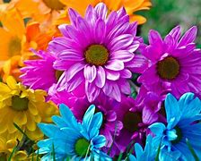 Image result for Bright Colored Flowers