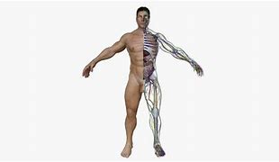 Image result for Full Body Skin Human Anatomy