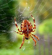 Image result for Halloween Dropping Spider