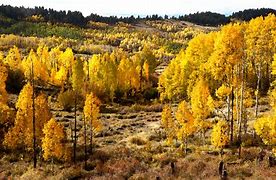 Image result for Google Fall Color Map