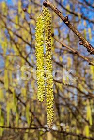 Image result for Hazelnut Bloom