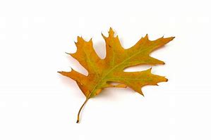 Image result for Various Oak Leaves