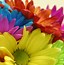 Image result for Bright Colored Flowers