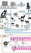 Image result for Toxoplasmosis Gondii