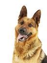 Image result for German Shepherd Variations