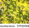 Image result for Oak Tree Leaves Types