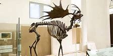 Image result for Irish Elk Cave Painting