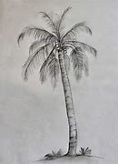 Image result for Drawing Palm Trees Ultra-Realistic