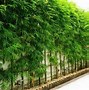 Image result for Bamboo BackYard