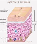 Image result for Human Skin Cell Diagram