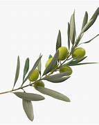 Image result for Very Fancy Olive Branch