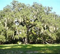 Image result for FL Oak Trees