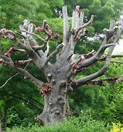 Image result for Tree Branch Stock Illustrations