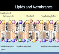 Image result for Plasma Membrane Lipids