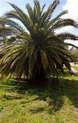 Image result for Palm Tree Printable