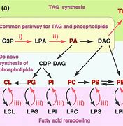 Image result for De Novo Synthesis of Phospholipids