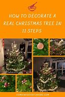 Image result for real christmas tree types