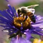 Image result for Variegated Grass with Purple Flower