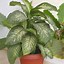 Image result for House plants Identification