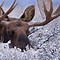 Image result for Winter Moose Painting