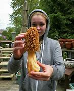 Image result for Morel Mushrooms Nebraska